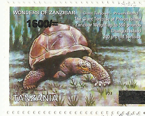 Wonders of Zanzibar (Giant Tortoise)