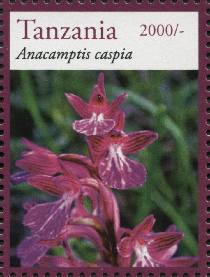 Anacamptis Caspia - Philately Tanzania stamps