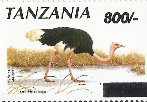 Birds (Ostrich)