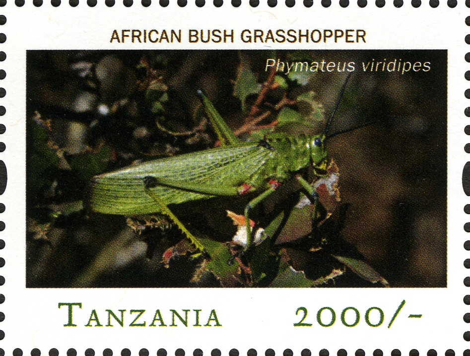 African Bush Grasshopper - Philately Tanzania stamps