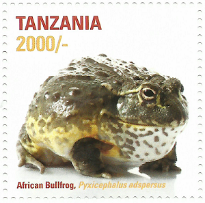 African frog-Bullfrog - Philately Tanzania stamps