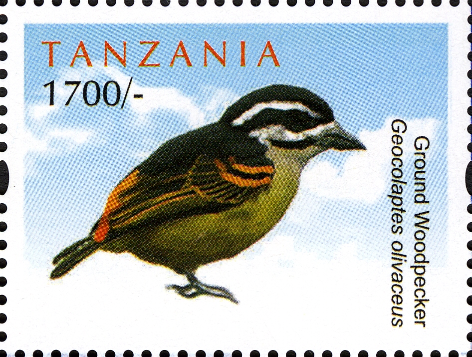 Ground Woodpecker - Philately Tanzania stamps