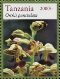 Orchids - Punctulata - Philately Tanzania stamps